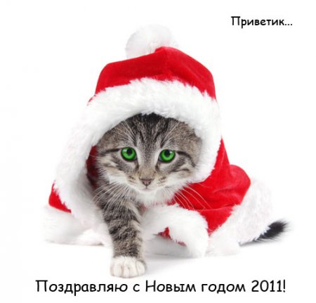 Поздравления с годом кота Поздравления с годом кота